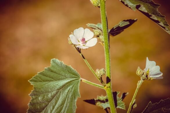 Althéa (Guimauve officinale) bienfaits