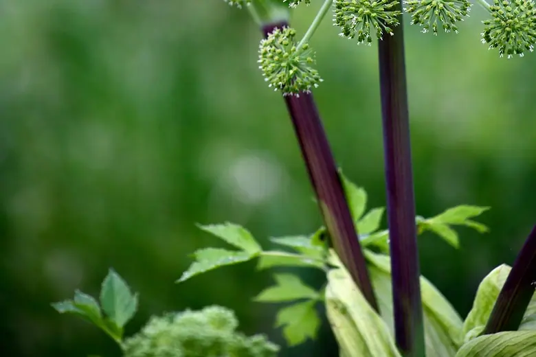 Ammi visnaga (Khella) bienfaits