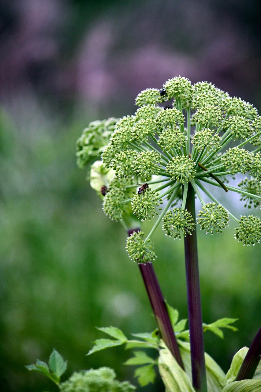 Ammi visnaga (Khella) bienfaits