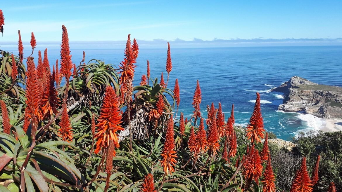 aloes du cap bienfaits