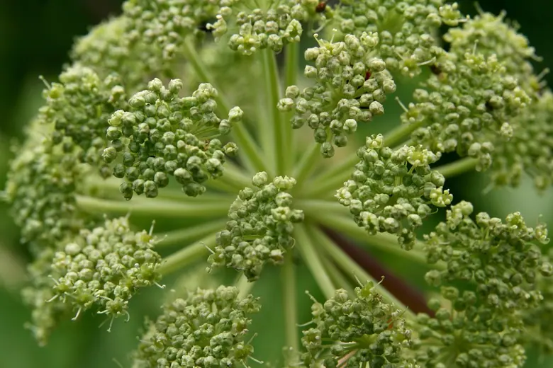 angelique officinale bienfaits