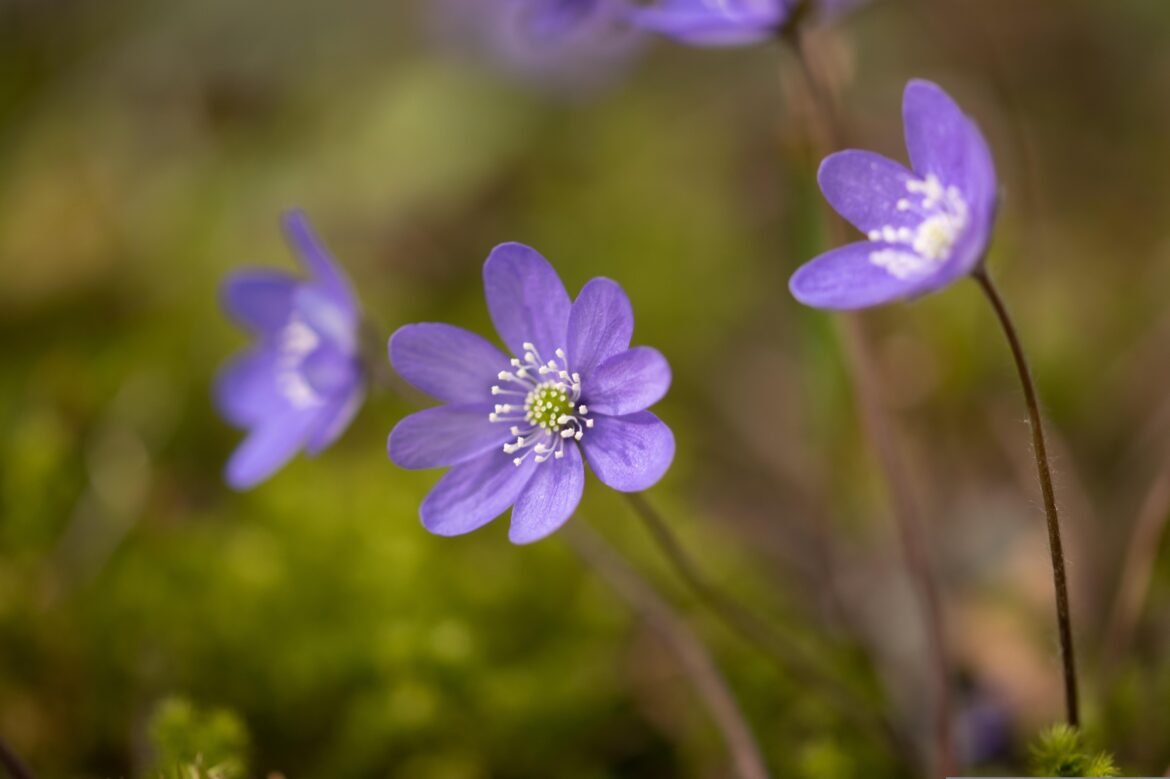 armoise commune bienfaits