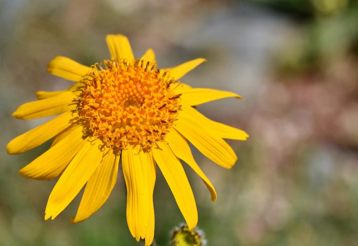 arnica bienfaits