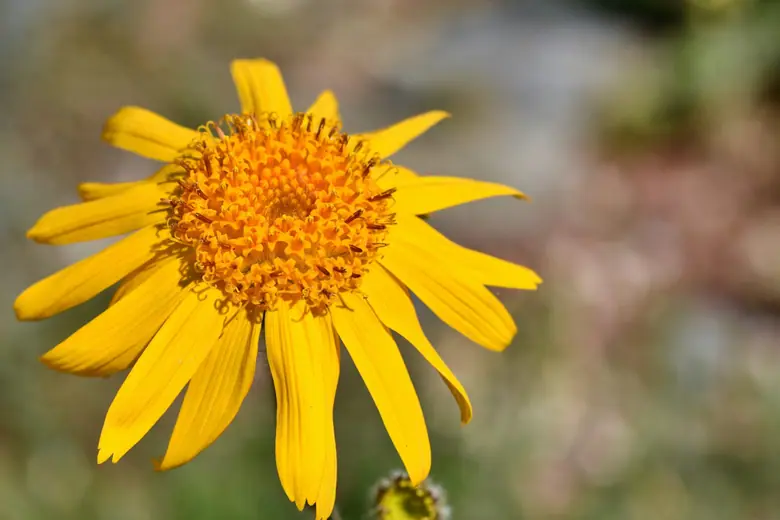 arnica bienfaits
