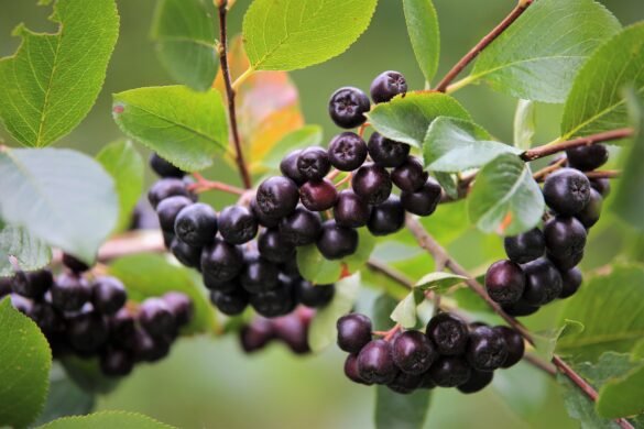 aronia bienfaits