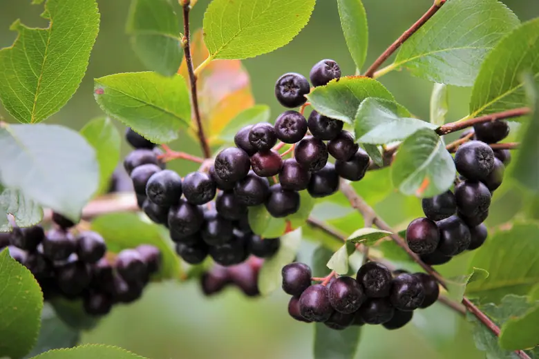 aronia bienfaits